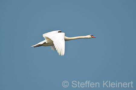 001 Höckerschwan im Flug (Cygnus olor)